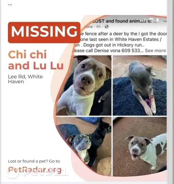 Lost female dog, White Haven, Pennsylvania - blue grey and tan - photo