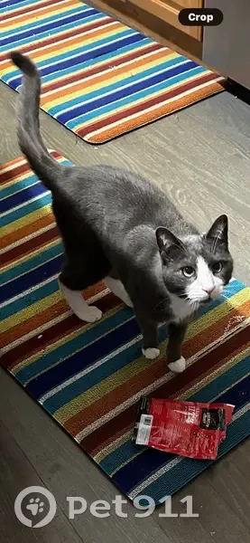 Lost male cat, Locust Street, Neptune City - near Red Roof Inn - photo