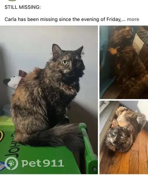 Lost female cat, Lannerton Road, Reston - long-haired tortie with green eyes - photo