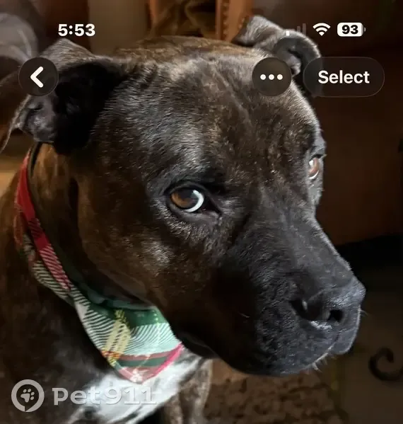 Lost male dog, Neeses, Augusta - brindle with green collar - photo