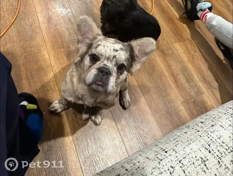 Lost female dog, North 36th Street, Louisville - merle light colored - photo