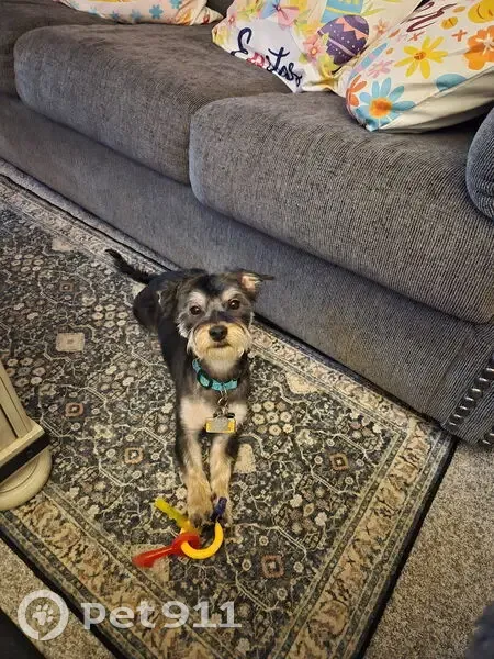 Lost Male Dog, Summit Hill, Pennsylvania - blackish gray and blonde fur - photo