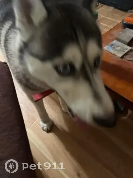 Lost male dog, New York 126, Carthage - purebred Siberian Husky - photo