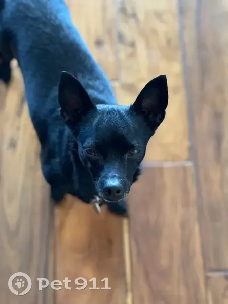 Missing dog Female, Lake Havasu City (usl533896) - photo