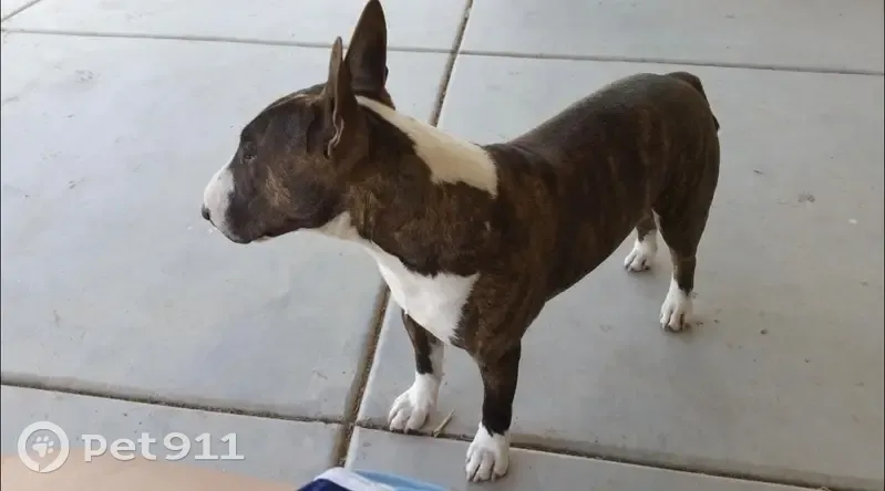 Lost dog, Phoenix, Arizona - medium sized Bull Terrier - photo
