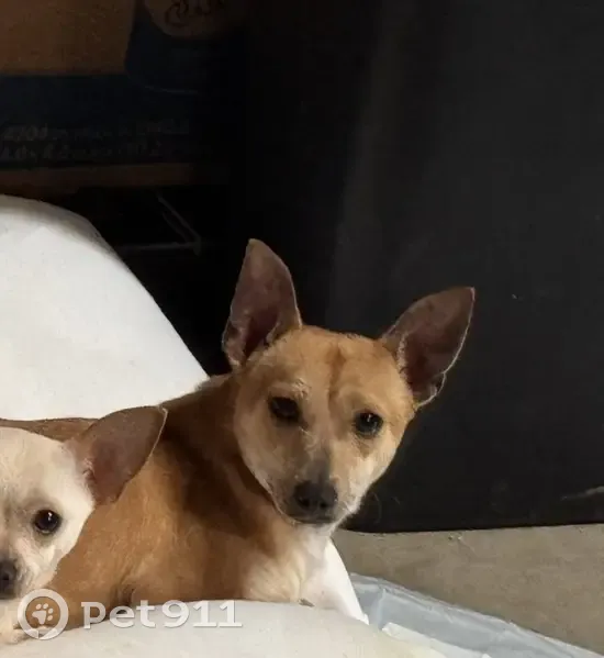 Lost male dog, Robinson Gap Road, Sevierville - tan chihuahua - photo