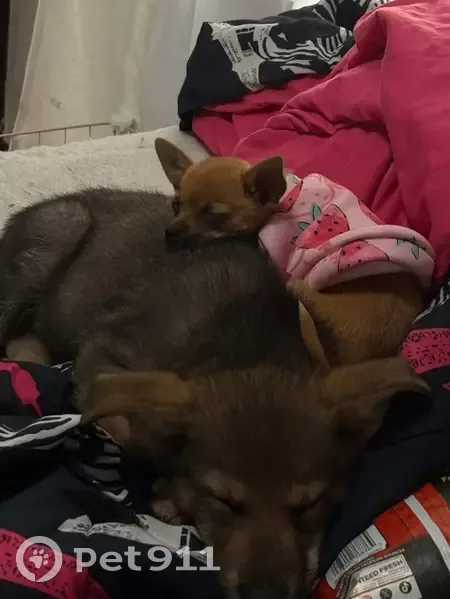 Lost male dog, South Maplewood Avenue, Chicago - photo