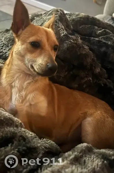 Lost male dog, River Bend Drive, Sevierville - tan, timid, dirty white collar - photo