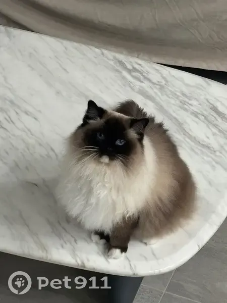 Lost female cat, Bay Ridge Parkway, Kentwood - photo