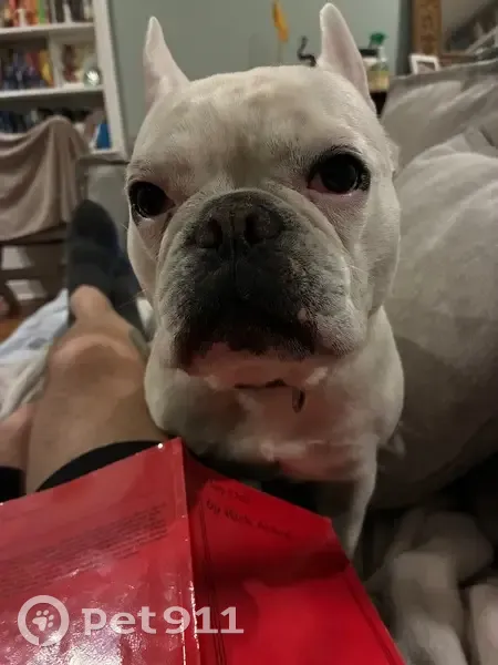 Lost female dog, East 41st Street, Savannah - buck tooth smile - photo