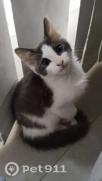 Lost male cat, Alma Road, City of Moreton Bay - grey and white, friendly - photo