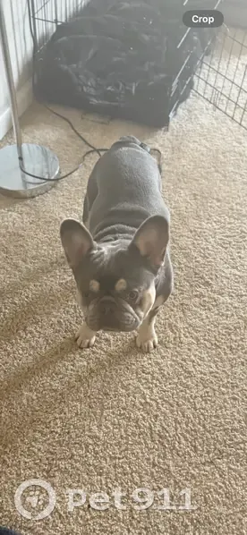 Lost Male Dog, Leppert Road, Hilliard - Gray with a little white - photo