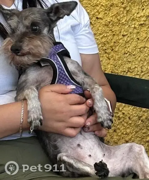 Perdido perro hembra, Cuautitlán Izcalli, Mexico City - carácter temeroso - photo