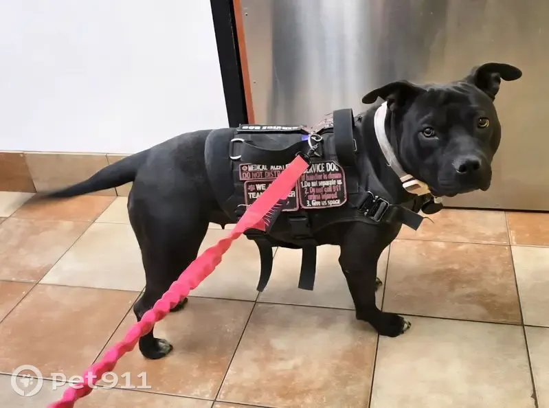 Lost female dog, Delmonico Drive, Colorado Springs - American Staffordshire Terrier - photo