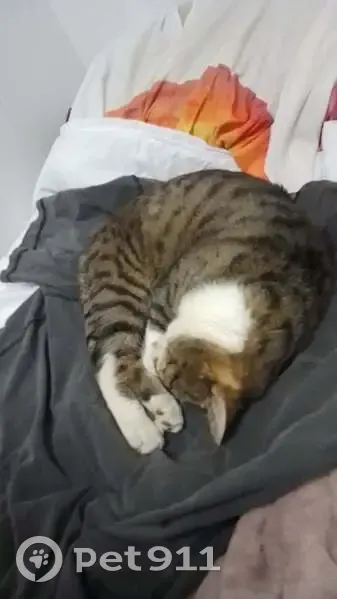 Lost male cat, Thistle Street West, Launceston City - tabby with one bad eye - photo