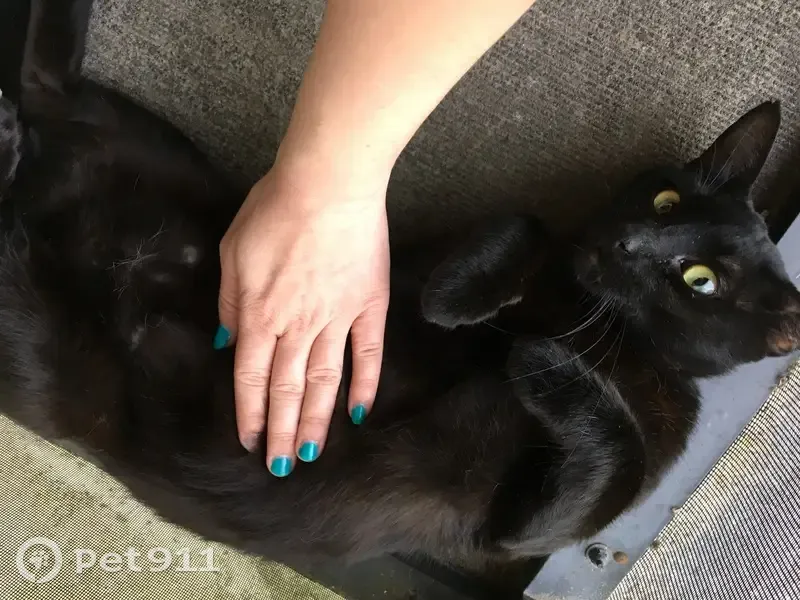 Missing cat Male, Manhattan (usl533913) - photo