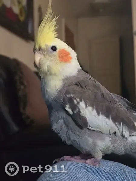 Lost male bird, East Gage Avenue, Huntington Park - friendly and sings the cookie song - photo