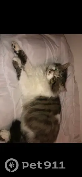Perdu chat mâle, Rue Georges Bizet, Longjumeau - une oreille coupée - photo