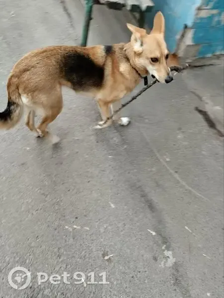 Зникла собака, проспект Любомира Гузара, Київ - загубилась на зупинці НАУ - photo