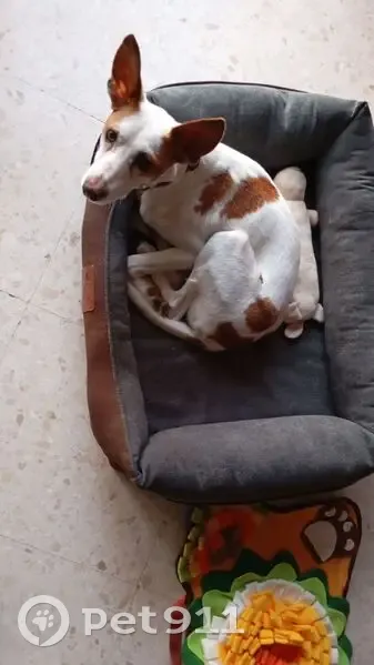 Perdido perro masculino, Avenida de las Ciencias, Sevilla - photo