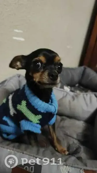 Perdido perro hembra, Roquetas de Mar - negro y marrón - photo