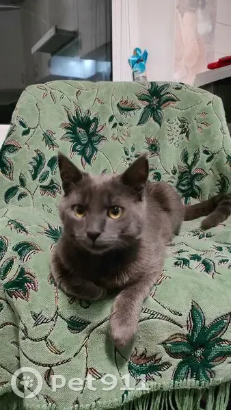 Зник кіт, вулиця Руставі, Черкаси - сірий з пошкодженим вушком - photo