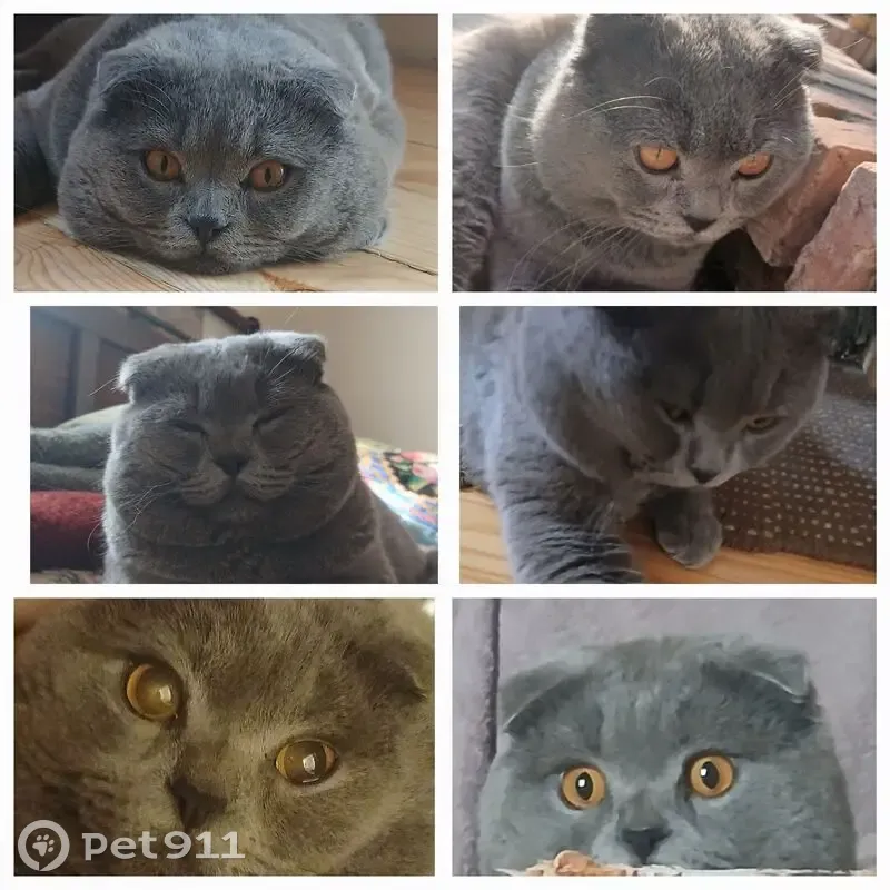 Зник кіт, Світанкова вулиця, Крюківщина - висловухий шотландський, темно-сірий - photo