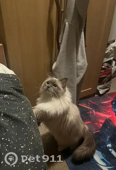 Missing cat Female, Cross Gates (ul488395) - photo