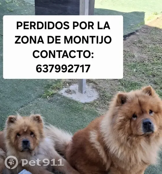 Perdido perro masculino, Camino de la Reyerta, 15, Sanlúcar de Barrameda - photo