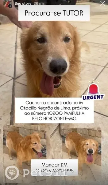 Cachorro encontrado Macho (brf002565) - photo