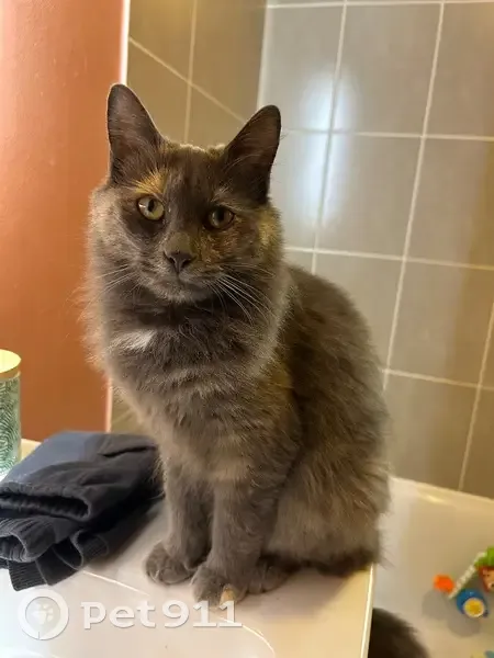 Chat perdu, Voie Violette, Malemort - petite chatte écaille de tortue - photo