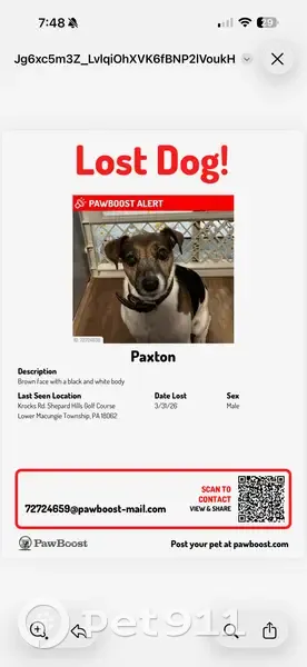 Lost male dog, Krocks Road, Manhattan - brown face, black and white body - photo