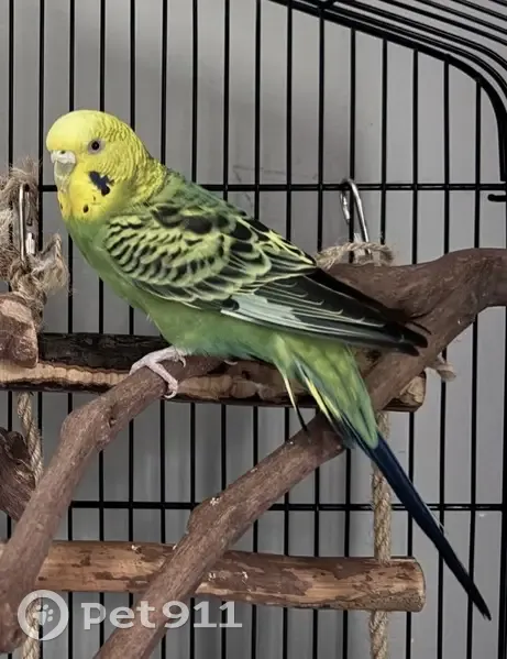 Lost female bird, Collation Circle, 67, North Kingstown - yellow head, green body - photo