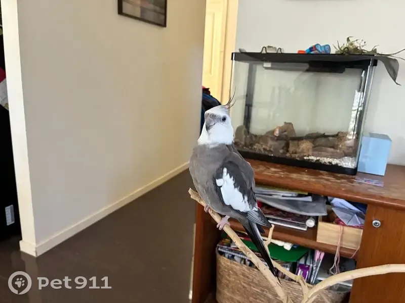 Lost male bird, Gurnung Drive, Brimbank - grey cockatiel with white head - photo