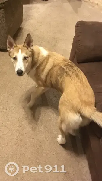 Missing dog Female, Plymouth (usl533920) - photo