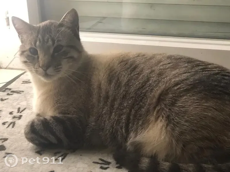 Chat perdu, Rue Paul Valéry, Toulouse - photo