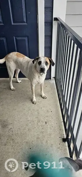Lost female dog, Northeast 19th Street, Oklahoma City - Great Pyrenees mix - photo