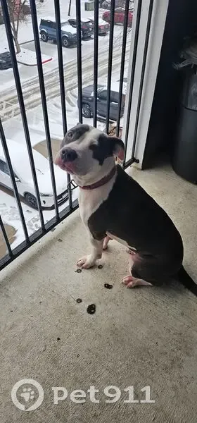 Lost female dog, Northeast 19th Street, Oklahoma City - heart shaped Grey patch - photo