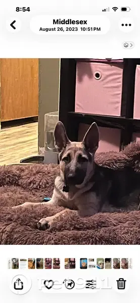 Lost male dog, Ridgewood Drive, Middlesex - tan/black and very friendly - photo