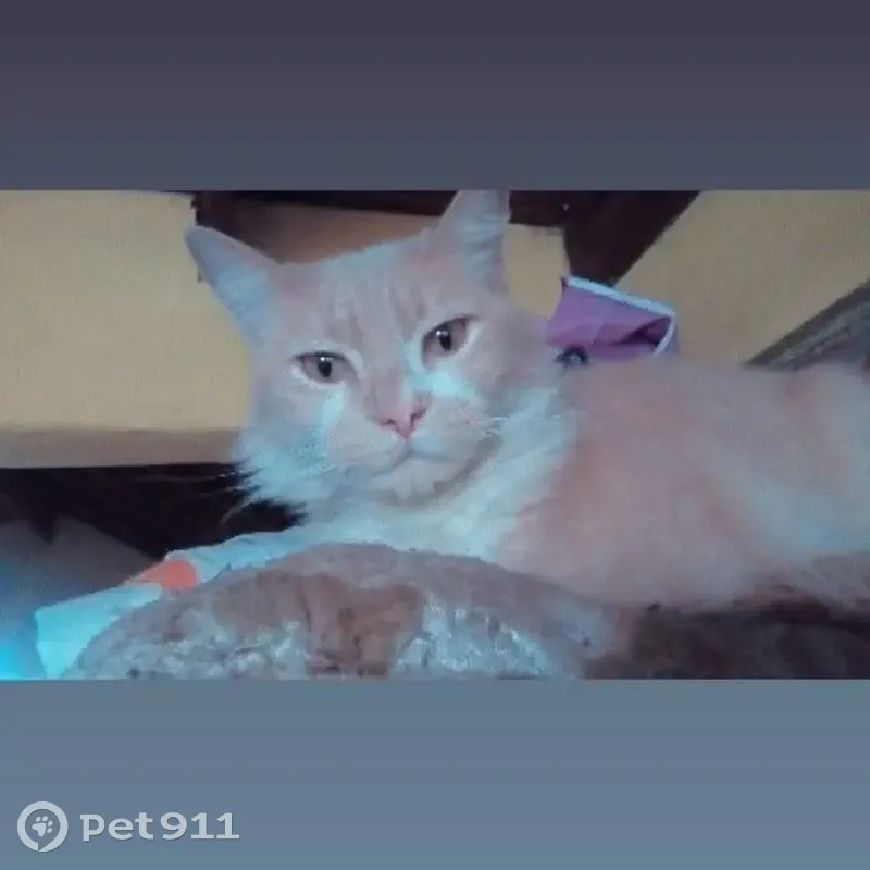 Perdido gato macho, Plaça del Congrés Eucarístic, Barcelona - arisco con pelo largo - photo