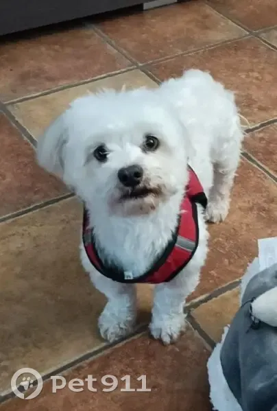 Perdido perro masculino, Avenida Puente Zuazo, 40, San Fernando - asustado - photo