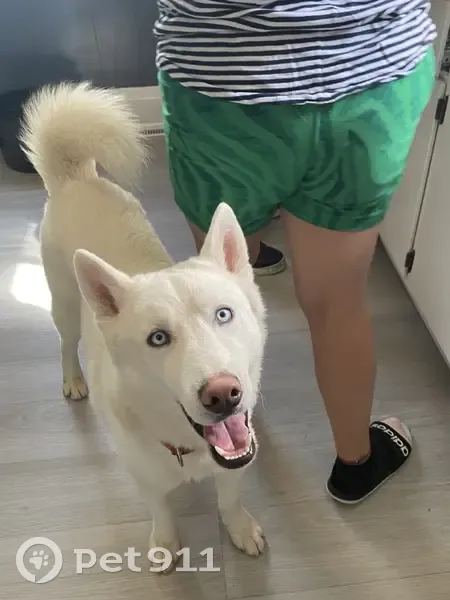 Lost male dog, South 90th Street, West Allis - white Husky with red collar - photo
