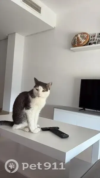 Perdido gato masculino, Travesía Carril Saavedra, Murcia - cuerpo blanco y lomo gris - photo