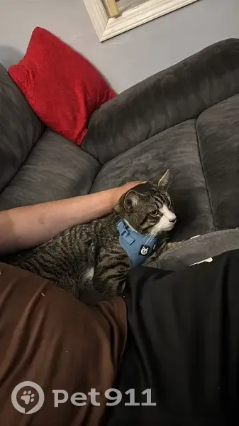 Lost male cat, Marvin Avenue, Hicksville - photo