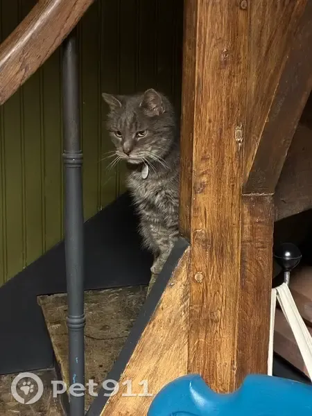 Perdu Chat homme, Rue de Ceinture, La Flèche - gris 16 ans avec collier - photo