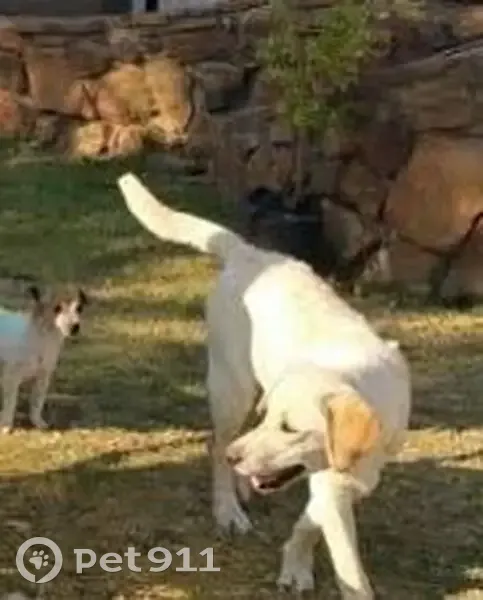 Lost male dog, Boschkop Road, 182, Pretoria - white with skin condition - photo