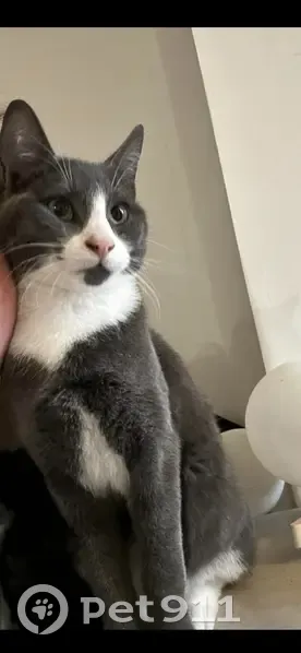 Chat perdu, Rue de Lille, Halluin - mâle sociable - photo