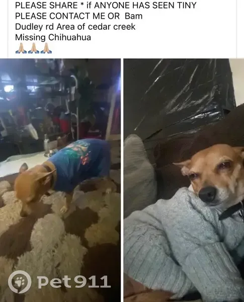 Lost female dog, Dudley Road, Fayetteville - Chihuahua tan color - photo