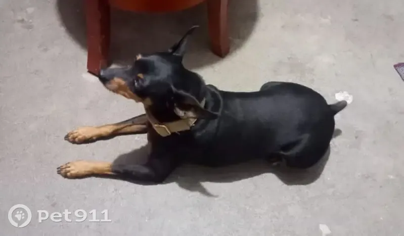 Perdido perro masculino, Privada Clavel, Tecate - Fisher Doberman - photo
