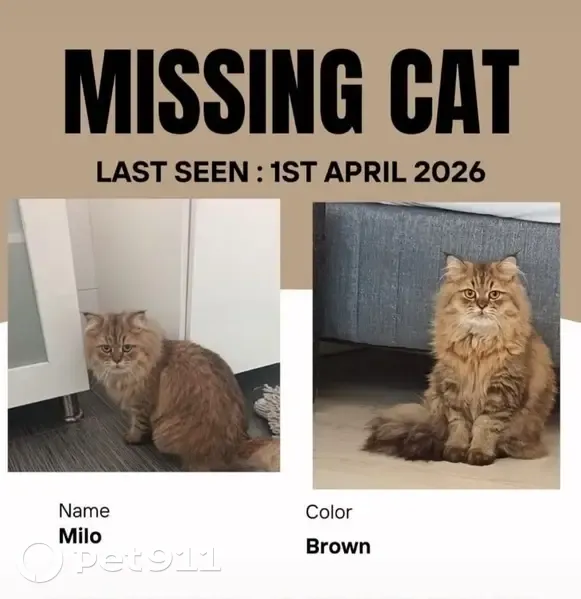 Lost male cat, Woodbury Road, 58, Cape Town - brown cat - photo